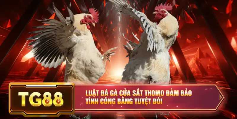 Luật đá gà cửa sắt Thomo đảm bảo tính công bằng tuyệt đối